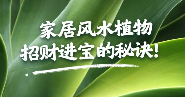 植物风水学:选对植物,财运亨通!家居绿植的摆放艺术与运势提升之道